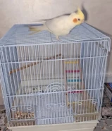 كوكتيل ربوه