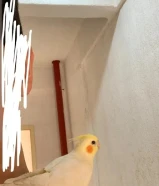 طير كروان اسمها ميمي