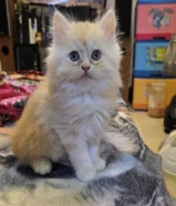 قطط ذكور وإناث من عمر شهر ونص إلى شهرين ونص نظاف ومتعلمين على الليتربوكس ولعوبين