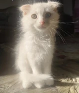 Persian + Scottish Fold Male Kitten For Sale & Adoption