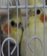 زوج كوكتيل أنثى و ذكر