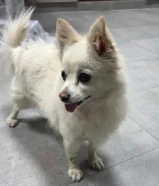 للبيع بيعة سريعة قابل للمسومه