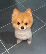 كلب بوميريانيان