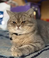 قط اسكوتش للتبني يطلب تزاوج