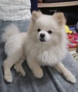 للبيع بومرينيان