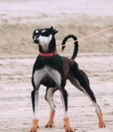 مطلوب سلق جراؤه او كبار