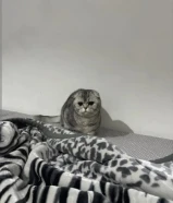 Scottish fold Ny silver shaded female.