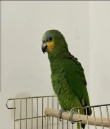 جرو بيرينيه