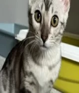 بنغال سلفر Sliver Bengal