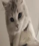 قطط للبيع 18 دينار