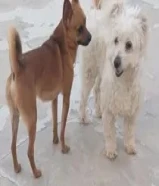 مالتيز انثي حامل وشيواوا ذكر