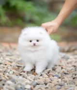 Friendly Teacup Pomeranian Puppies for sale