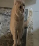 قط للتبني نوع اسكتلندي العمر سنة وشوي نضيف وسليم طالب تزاوج وتزاوج وممكن يتزاوج عادي .. مو معقم