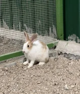 أرنب صغير للبيع