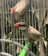 للبيع ازواج جاوا