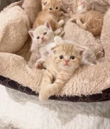 للبيع كيتن اسكاتش فولدد إيرز