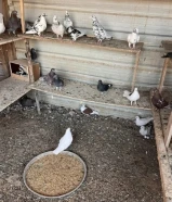 للبيع حمام چبره كامله أزواج مشكله