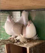 للبيع 4 حبات طبات شيرازي وزوج لاهور حجم طيب الصامل يبشر البيع للمجموعه كامله