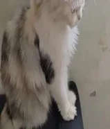 قطة انثى شيرازية للتبني