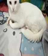 للتبني قطه باندورا