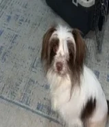 ذكر بابليون لعوب ونظيف