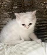 قط سكوتش ستريت للبيع بسعر معقول