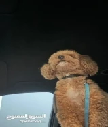 جلب بودل للبيع بيعة سريعة