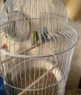 طير مني فليشر