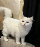 قطط شيرازي ذكور و اناث