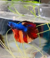 fish with bowl and filter