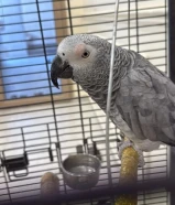 نشترري جميع الطيور الربوه والناطقه