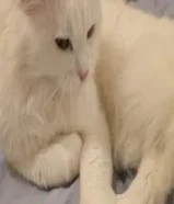 قط ذكر طالب تزاوج