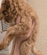بودل جراوي توي للبيع for sale toy poodle