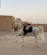 خيل للبيع مصري