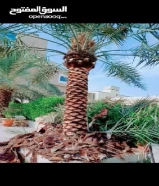 مقاولات زراعيه ابو قاسم