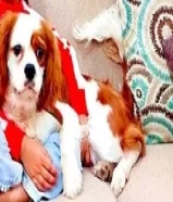 400 دينارking Charles spaniel dog65876642