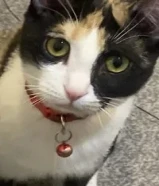 قطط تبني تربية منزل