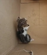 قطة ذكر فقدت أمها تحتاج إلى المساعدة