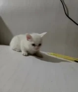 I give free who can take care this all