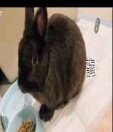 ارانب للبيع نوع مميز