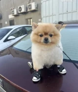 مطلوب كلبه للتزاوج