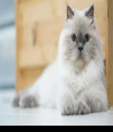 مطلوب قطه مع اغراضها