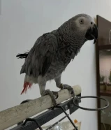 للبيع كاسكو وقفص كبير الكاسكو عمره سنتين ، يتكلم و لعوب ومرح