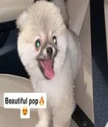 للبيع بومريانين ذكر