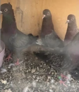 لوت للبيع حمام قوي