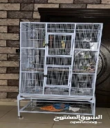 شوقر قلايدر السنجاب الطائر