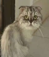 للبيع القط الإسكتلندي مطوي الأذن (Scottish Fold). السعر على السوم