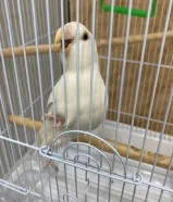 للبيع لوف بيرد