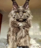 Mainecoon Cats. Lovely and friendly cats. Pedigree health certificate. Differents ages and prices.