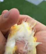 نثيه كناري ايرانيه جاهزه على الاخر + زوج وافحل